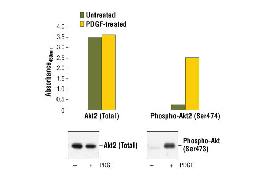 PathScan® Total Akt2 Sandwich ELISA Kit_7930C - 1 Kit