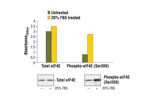 PathScan® Phospho-eIF4E (Ser209) Sandwich ELISA Kit - 1 Kit