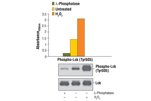 PathScan® Phospho-Lck (Tyr505) Sandwich ELISA Kit - 1 Kit