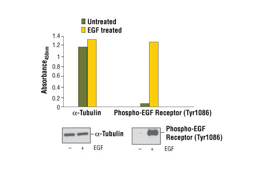 PathScan® Total α-Tubulin Sandwich ELISA Kit - 1 Kit