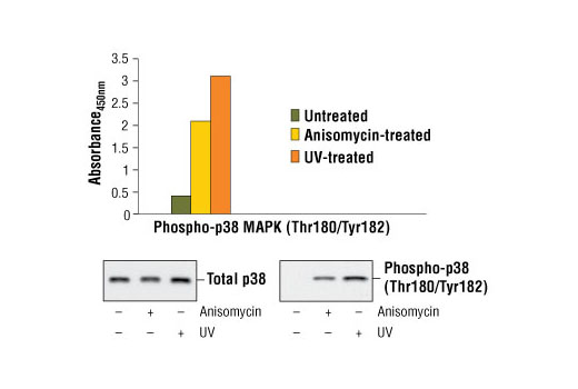 PathScan® Phospho-p38 MAPK (Thr180/Tyr182) Sandwich ELISA Kit - 1 Kit