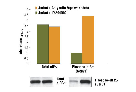 PathScan® Total eIF2α Sandwich ELISA Kit - 1 Kit