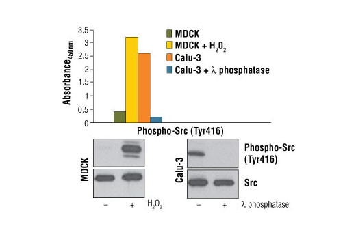 PathScan® Phospho-Src (Tyr416) Sandwich ELISA Kit - 1 Kit