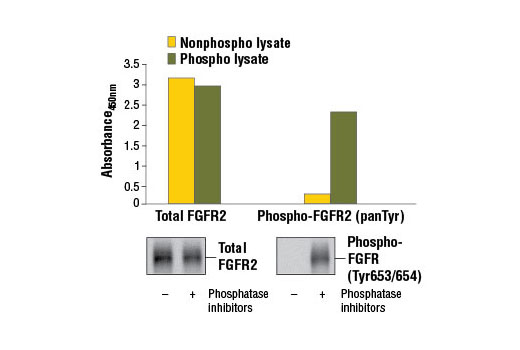 PathScan® Phospho-FGFR2 (panTyr) Sandwich ELISA Kit - 1 Kit