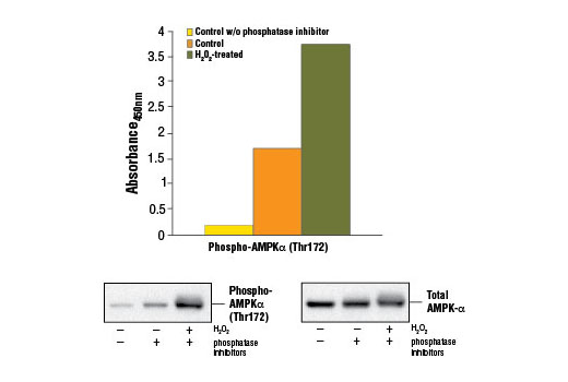 PathScan® Phospho-AMPKα (Thr172) Sandwich ELISA Kit - 1 Kit