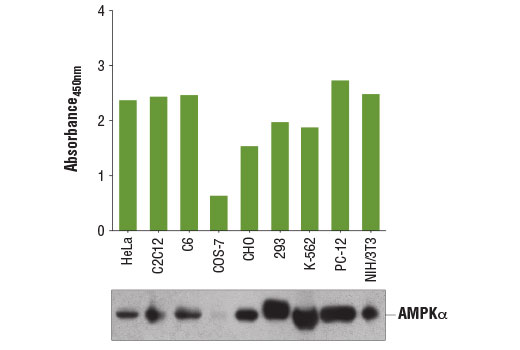 PathScan® Total AMPKα Sandwich ELISA Kit - 1 Kit