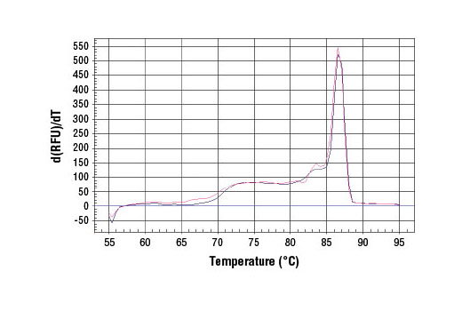 SimpleChIP® Rat GAPDH Promoter Primers - 500 ul