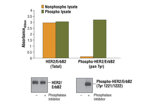 PathScan® Phospho-HER2/ErbB2 (panTyr) Sandwich ELISA Kit - 1 Kit