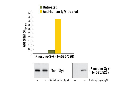 PathScan® Phospho-Syk (Tyr525/526) Sandwich ELISA Kit - 1 Kit