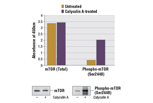 PathScan® Total mTOR Sandwich ELISA Kit - 1 Kit