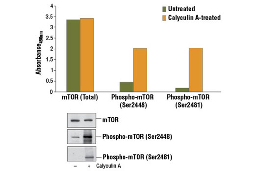 PathScan® Phospho-mTOR (Ser2481) Sandwich ELISA Kit - 1 Kit