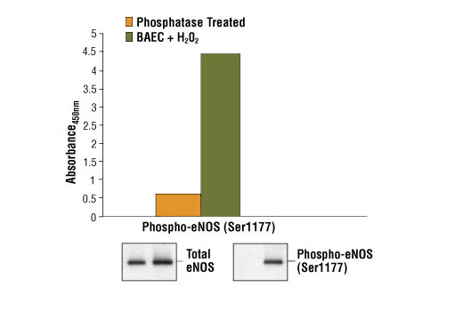 PathScan® Phospho-eNOS (Ser1177) Sandwich ELISA Kit - 1 Kit