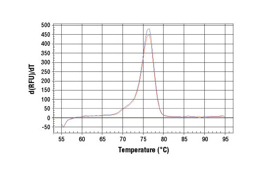 SimpleChIP® Rat CCRN4L Promoter Primers - 500 ul