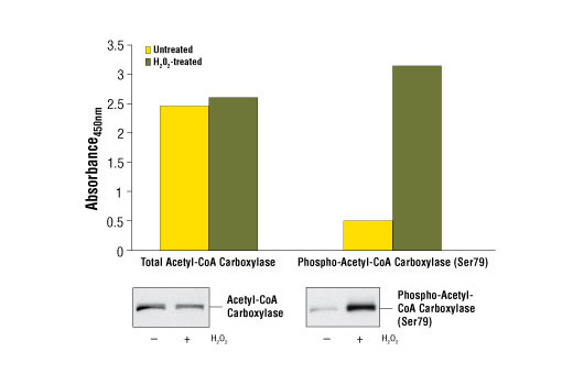 PathScan® Phospho-Acetyl-CoA Carboxylase (Ser79) Sandwich ELISA Kit - 1 Kit