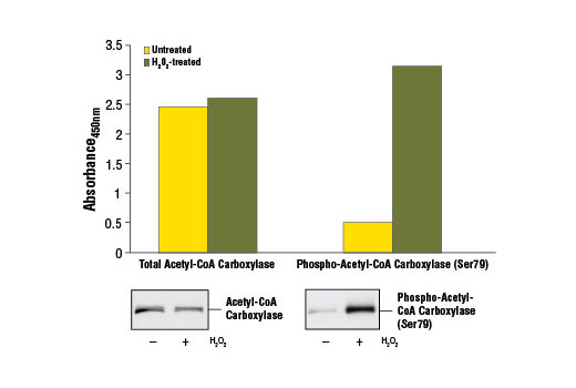 PathScan® Total Acetyl-CoA Carboxylase Sandwich ELISA Kit - 1 Kit