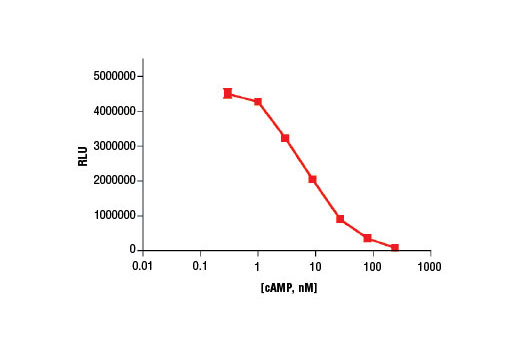 Cyclic AMP XP® Chemiluminescent Assay Kit - 1 Kit