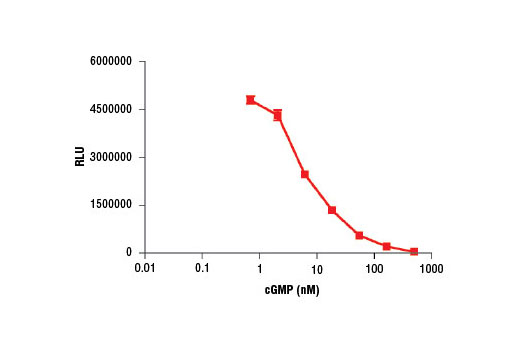 Cyclic GMP XP® Chemiluminescent Assay Kit - 1 Kit