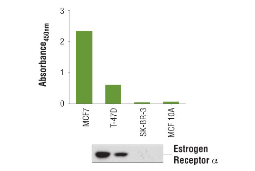 PathScan® Total Estrogen Receptor α Sandwich ELISA Kit - 1 Kit