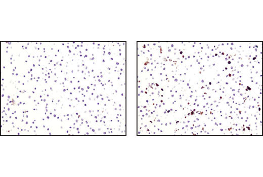 SignalSlide® Cleaved Caspase-3 (Asp175) IHC Controls - 1 Pack