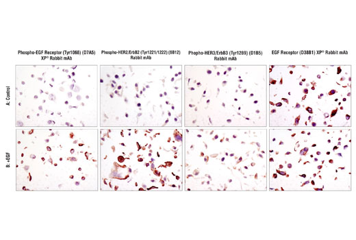 SignalStain® Phospho-ErbB Family IHC Sampler Kit - 1 Kit