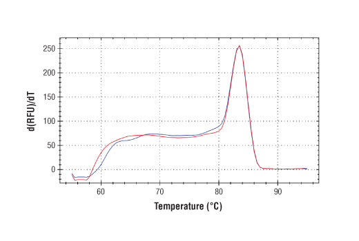 SimpleChIP® Human NFE2L2 Intron 1 Primers - 500 ul