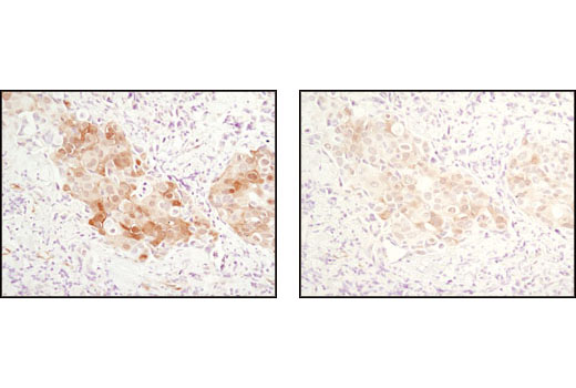 SignalStain® Antibody Diluent - 100 ml