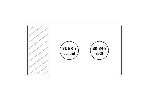 SignalSlide® Phospho-ErbB Family IHC Controls - 1 Pack