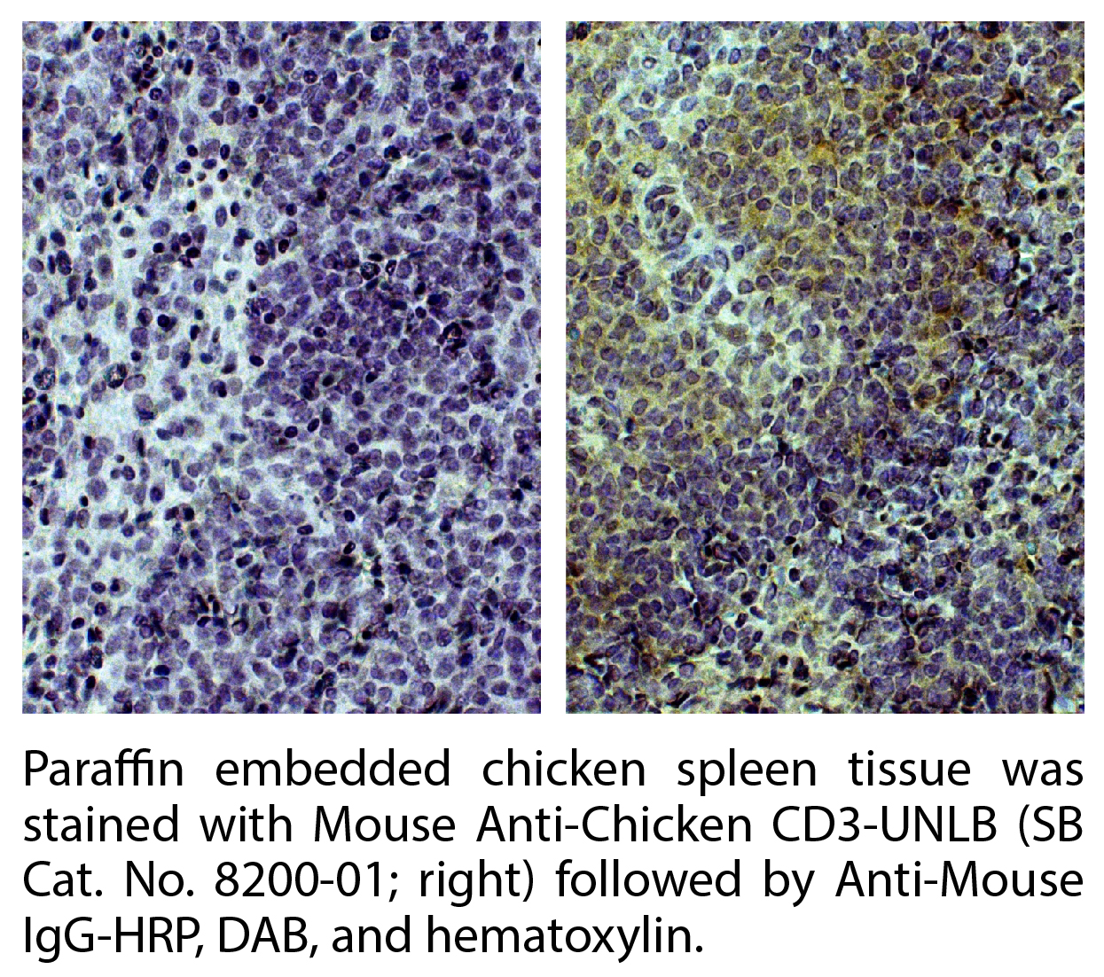 Mouse Anti-Chicken CD3-UNLB - 0.5 mg