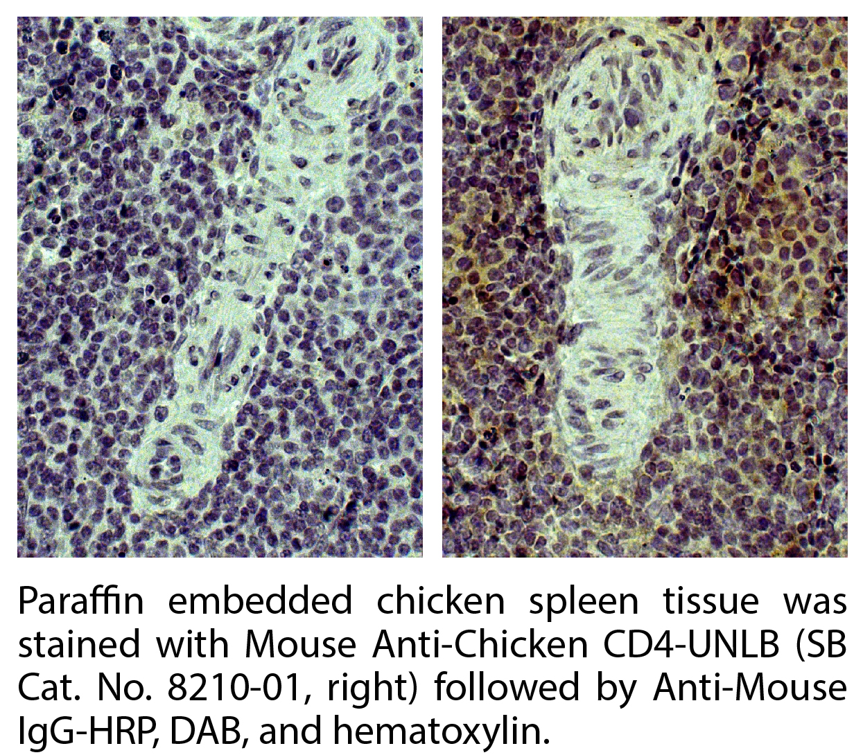 Mouse Anti-Chicken CD4-UNLB - 0.5 mg