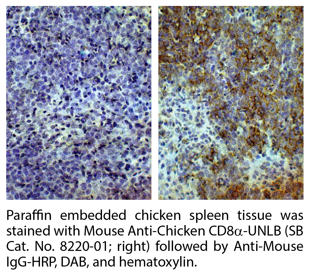 Mouse Anti-Chicken CD8α-UNLB - 0.5 mg