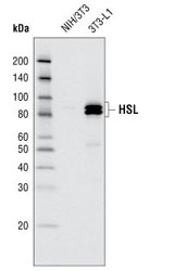 Lipolysis Activation Antibody Sampler Kit - 1 Kit