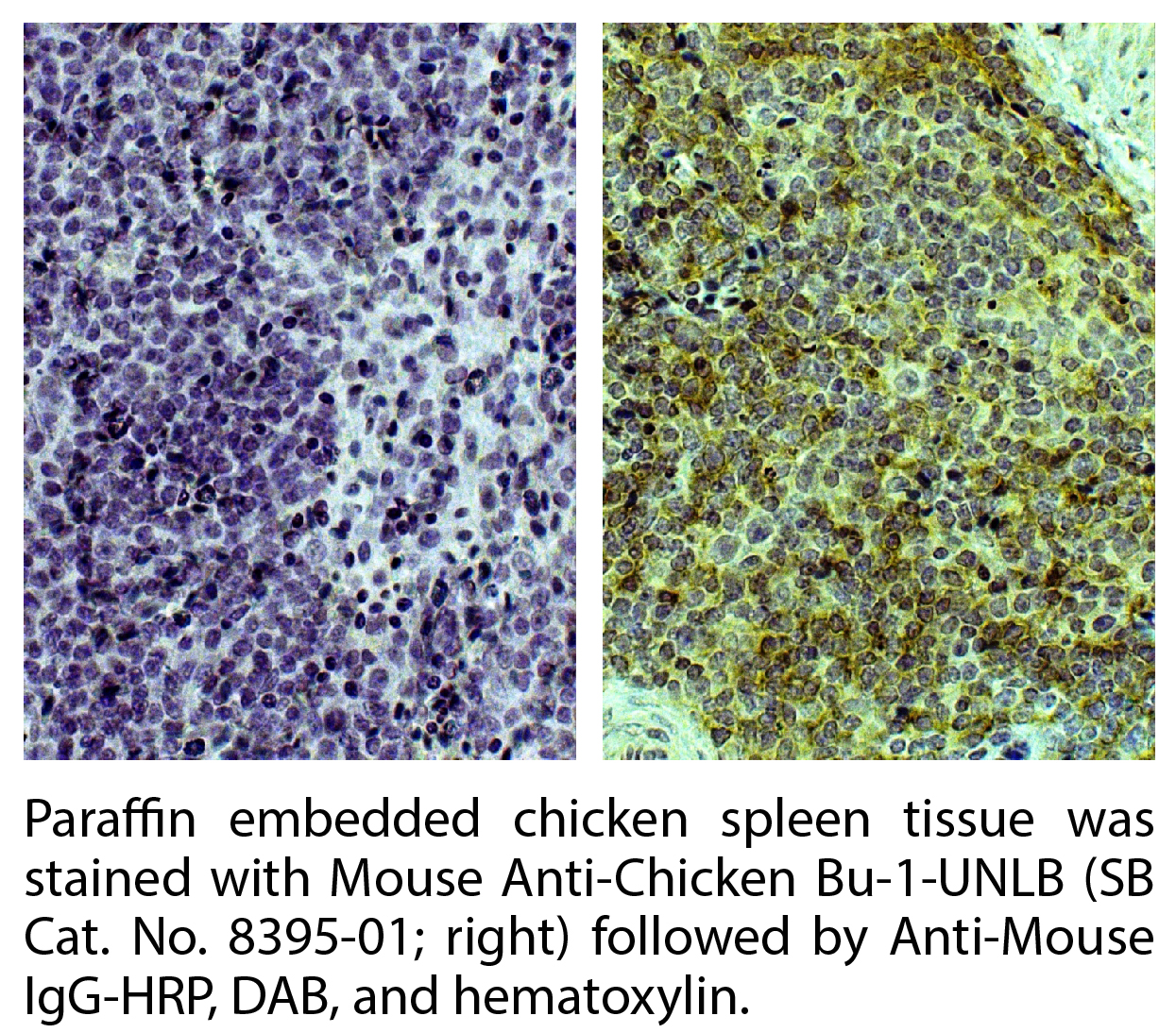 Mouse Anti-Chicken Bu-1-UNLB - 0.5 mg