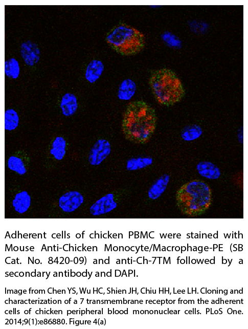 Mouse Anti-Chicken Monocyte/Macrophage-PE - 0.1 mg