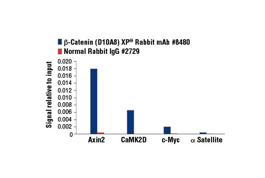 β-Catenin Antibody Sampler Kit - 1 Kit