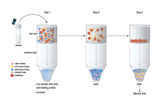 Active Rac1 Detection Kit - 1 Kit