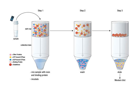 Active Cdc42 Detection Kit - 1 Kit