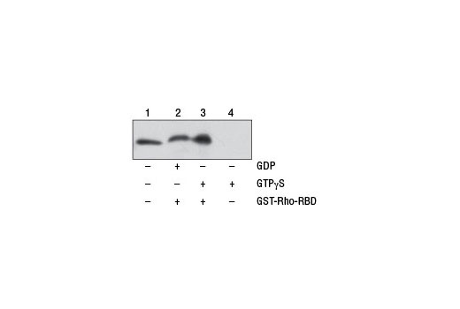 Active Rho Detection Kit - 1 Kit