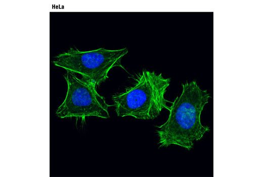 Alexa Fluor® 488 Phalloidin - 300 assays