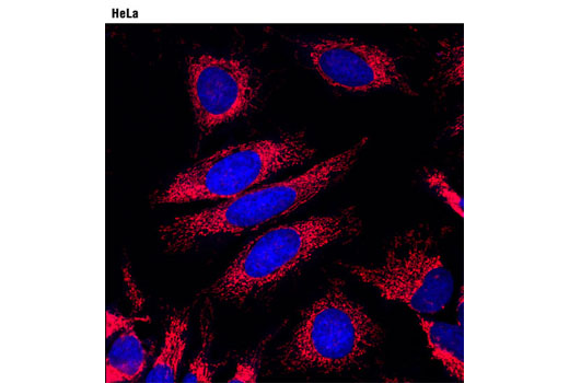 Anti-rabbit IgG (H+L), F(ab')2 Fragment (Alexa Fluor® 594 Conjugate) - 250 ul