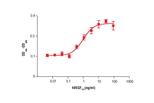 Human Vascular Endothelial Growth Factor-121 (hVEGF121 ) - 10 ug