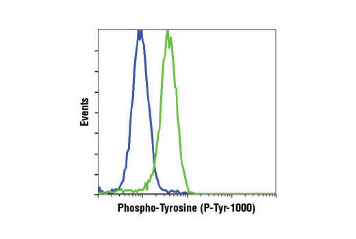 Receptor Tyrosine Kinase Antibody Sampler Kit - 1 Kit