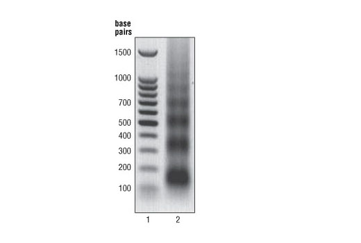 SimpleChIP® Enzymatic Chromatin IP Kit (Agarose Beads) - 1 Kit