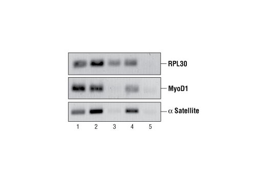 ChIP-Grade Protein G Agarose Beads - 1 ml