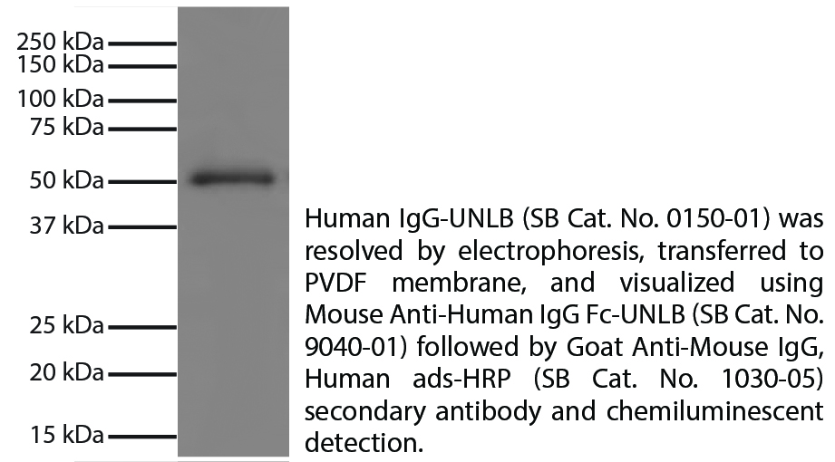 Mouse Anti-Human IgG Fc-UNLB - 0.5 mg