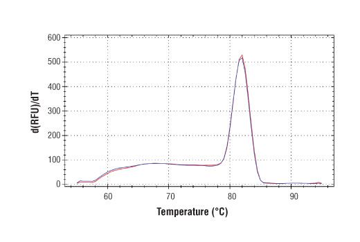 SimpleChIP® Human MDM2 Intron 2 Primers - 500 ul