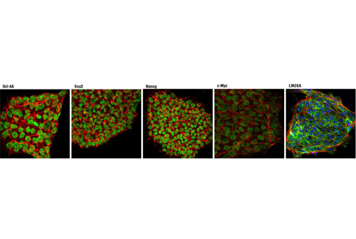 StemLight™ iPS Cell Reprogramming Antibody Kit - 1 Kit