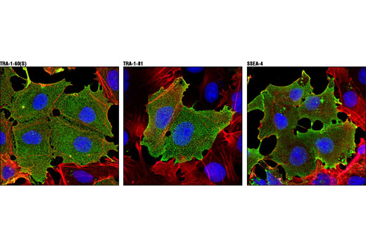 StemLight™ Pluripotency Surface Marker Antibody Kit - 1 Kit