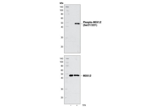 MEK1/2 Control Cell Extracts - 200 ul