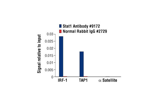 Stat Antibody Sampler Kit - 1 Kit