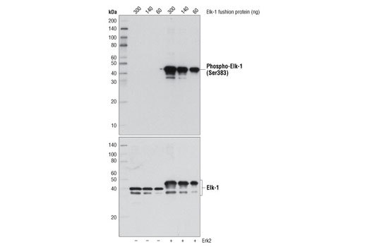 Elk-1 Control Proteins - 150 ul